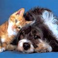 Кошка и собака – идеальная пара или враги?