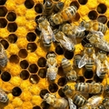 Пчеловодство – хобби или работа