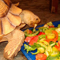Чем кормить черепах