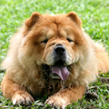 Чау-чау — легендарная собака с уникальными особенностями