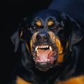 Методы защиты при нападении разъяренного пса
