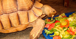 Чем кормить черепах