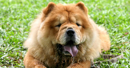 Чау-чау — легендарная собака с уникальными особенностями