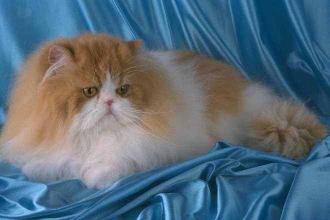 Как ухаживать за персидской кошкой?